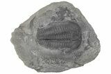 Upper Cambrain Trilobite (Wujiajiania) - British Columbia #212688-1